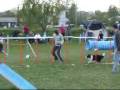 Bunny 2009.04.18 FCI VB selejtező agility 2.