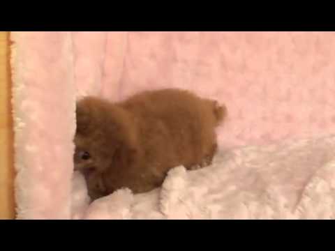 TEA CUP RED TOY POODLE