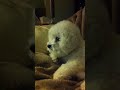 Bella my Bichon Frise watching the Westminster Dog Show