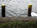 videos de Geese in the River #1