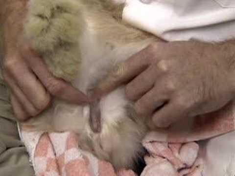 neutering