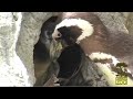 Two of our four Magellanic Penguin chicks this year being pulled to fish school.  Animal Keepers, Brenda Melton and Quinn Brown give us some insight into why all of our penguins go through fish school.For more information about the SF Zoo, visit the zoo's website: http://www.sfzoo.orgTo download full quality videos from the San Francisco Zoo, visit: http://www.vuze.com/channel/san_francisco_zooSubscribe to our podcast with iTunes:http://phobos.apple.com/WebObjects/MZStore.woa/wa/viewPodcast?id=137501669&s=143441