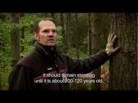 Forests - 2011 was declared by the UN General Assembly the International Year of the Forests with special focus on Forests for People. In this film, we explore the wor...