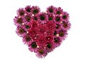 I Love You Because [The Platters]