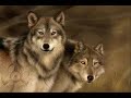 das lied: w�lfe