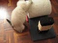 Xaman mi nuevo gatito Xaman mi nuevo gatito