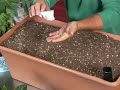 Growing Vegetables by Seed Propagation : Growing Radishes