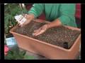Growing Vegetables by Seed Propagation : Growing Radishes