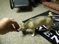 Jug Loves Beggin' Jug Loves Beggin'