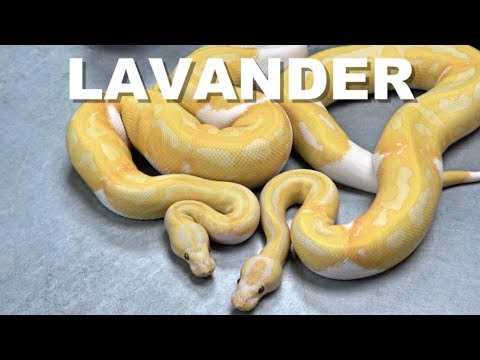 YouTube reptile video
