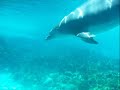 Seaworld Seaworld
