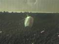 カブトエビの脱皮（Triops 　Ecdysis）