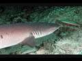 Dubai Petroleum Diving Club - Maldives Pictures