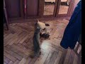 gattino,,