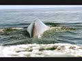 Blue Whale ....:::::.... Mavi Balina