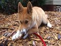 it's not often people get to see dingo puppies - these dogs are the closest thing to 'pure-bred' as you can get - and they are also very misunderstood. steve austin shares some basics from a new tv documentary that is being made (2007/8)