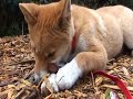 it's not often people get to see dingo puppies - these dogs are the closest thing to 'pure-bred' as you can get - and they are also very misunderstood. steve austin shares some basics from a new tv documentary that is being made (2007/8)
