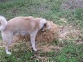 Dozer playing