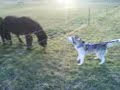 Husky Dog 