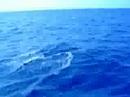 Delfines
