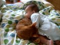 [ネコ]優しく包む包容力で赤ちゃんを見事「猫枕」の世界へいざなう。のサムネイル2