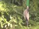 Florida Bird Watching 2 Florida Bird Watching 2