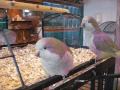 In De Dierenwinkel In De Dierenwinkel