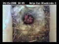 Chickadees progressing nicely 04/15/2008