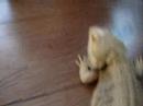 Melvyn the bearded dragon Melvyn the bearded dragon
