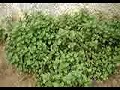 Plantas medicinais - GPF Plantas medicinais - GPF