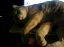 Jaqcues does not want to be disturbed