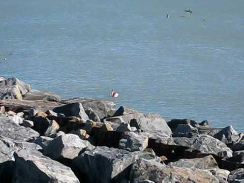 Dolphins by the Pier at Jetty Park, Cape Caribe FL