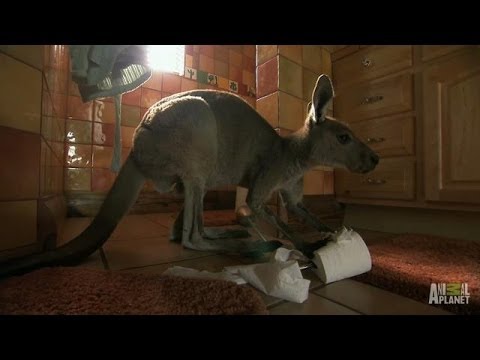 Mischievous Lemur Leads Pals Astray | Too Cute!