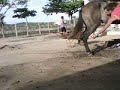 Cuidano de Corceu