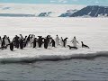 Jumping penguins