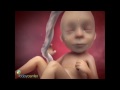 Development Week 15 Video