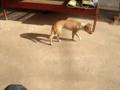 poor dog