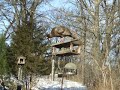 Squirrel vs Turkey Squirrel vs Turkey