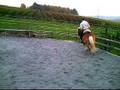 Haflinger Moritz