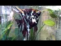 Click here to watch this video AquaSparkle Angel [Bangladesh]