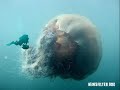 unexplained creatures