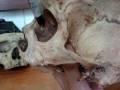 skull side view.MPG