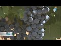 540 HECTÁREAS DE VIÑEDO EN JAÉN