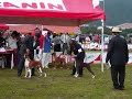 Domingo Raza Boxer
