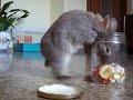 Conejo enano muy listo - Very smart dwarf rabbit