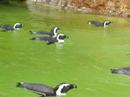Zootime