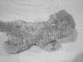 Foxy Loxy, A stop motion video