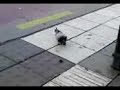 Pigeon playing with something Pigeon playing with something