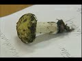 NZ Fungal Foray - One News 2008
