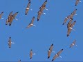 Sandhill Cranes in SE Arizona